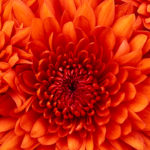flor roja